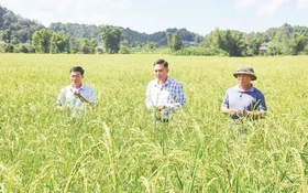 Phát huy giá trị cây nông nghiệp bản địa