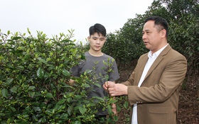 Khai thác và phát triển nguồn gen chè Trung du búp tím