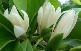 Thông tin nghiệm thu nhiệm vụ KH&CN cấp quốc gia