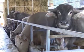 Bảo tồn và phát triển nguồn gen Trâu Langbiang