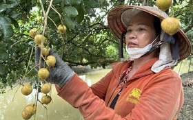 Cần Thơ: Khi nông nghiệp công nghệ cao trở thành “bệ phóng” thoát nghèo cho nhà vườn