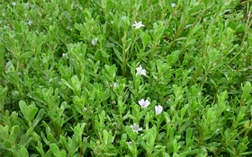 Thông tin về kết quả thực hiện nhiệm vụ KH&CN cấp quốc gia