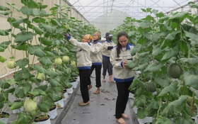 Hải Phòng hướng tới nông nghiệp công nghệ cao, quy mô lớn