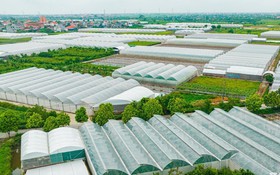Làm giàu từ sản xuất nông nghiệp ứng dụng công nghệ cao