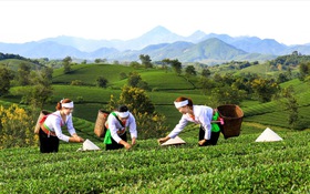 Phú Thọ: Ứng dụng khoa học, công nghệ và chuyển đổi số để xây dựng nông thôn mới gắn với bản sắc vùng