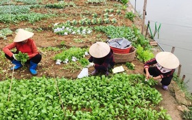 Phú Thọ: Khoa học công nghệ mở đường cho giảm nghèo bền vững