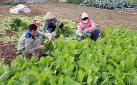 Thích ứng biến đổi khí hậu, hướng đi mới trong công tác giảm nghèo ở Cà Mau