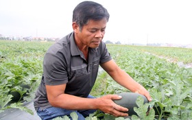 Bắc Ninh: Xã Đồng Việt phát triển nông nghiệp hàng hóa gắn với công nghệ, nâng thu nhập cho người dân