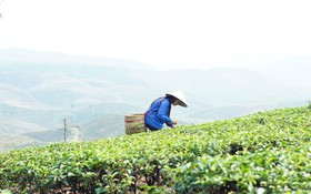 Khoa học và công nghệ: Hạt nhân bứt phá phát triển và giảm nghèo ở Lai Châu