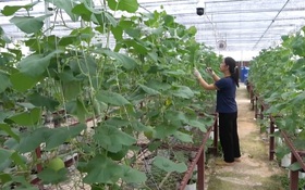 Ứng dụng công nghệ cao tạo sinh kế mới cho nông dân Cao Bằng