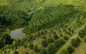 Điện Biên: Ứng dụng khoa học, công nghệ và đổi mới sáng tạo thúc đẩy phát triển và giảm nghèo bền vững