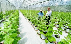 Cần Thơ thúc đẩy đổi mới sáng tạo hướng tới mục tiêu Net Zero