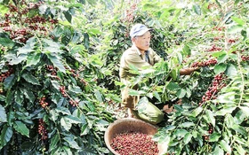 Ứng dụng khoa học, công nghệ và đổi mới sáng tạo nâng tầm giá trị cà phê Arabica Khe Sanh