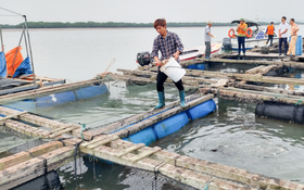 Quảng Ninh: Khoa học công nghệ tạo đột phá trong sản xuất xanh và giảm nghèo bền vững