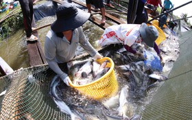 An Giang: Thúc đẩy hệ sinh thái khởi nghiệp đổi mới sáng tạo dựa trên lợi thế đặc thù