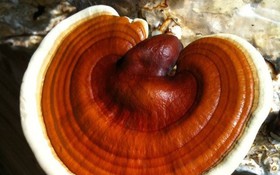 Thông tin về kết quả thực hiện nhiệm vụ KH&CN cấp quốc gia