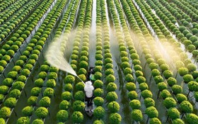 Nghị quyết 57: "Luồng gió mới" cho nông nghiệp