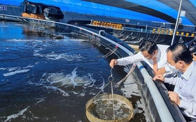 Thực hiện nghị quyết 57 - Cà Mau giải mã gen cua, nhân rộng nuôi tôm công nghệ