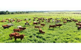 Khoa học, công nghệ – động lực then chốt thúc đẩy chuyển đổi xanh trong chăn nuôi