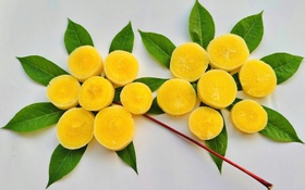 Phục tráng và phát triển nguồn gen sắn ruột vàng Phú Thọ tại trung du và miền núi phía Bắc