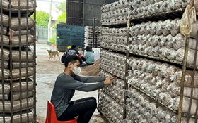 Tháo gỡ vướng mắc về nhãn hiệu tập thể, chỉ dẫn địa lý cho sản phẩm địa phương