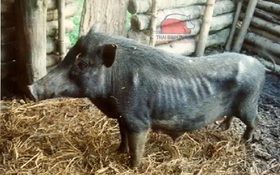 Thông tin kết quả thực hiện nhiệm vụ KH&CN cấp quốc gia, NVQG-2022/DA.02