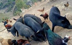 Thông tin về kết quả thực hiện nhiệm vụ cấp quốc gia