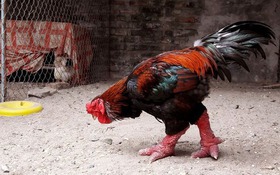 Thông tin kết quả thực hiện nhiệm vụ KH&CN cấp quốc gia, mã số NVQG-2021/ĐT.10