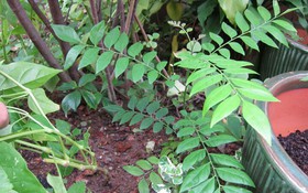 Kết quả thực hiện nhiệm vụ KH&CN cấp quốc gia, NVQG-2023/ĐT.10