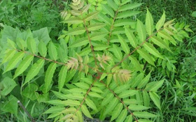 Kết quả thực hiện nhiệm vụ KH&CN cấp quốc gia, NVQG-2023/ĐT.05