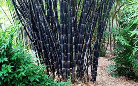 Kết quả thực hiện nhiệm vụ KH&CN cấp quốc gia, NVQG-2020/ĐT.19