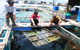 Nghiên cứu sản xuất giống nhân tạo và thử nghiệm nuôi thương phẩm trai tai tượng vảy