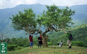 Đổi mới công nghệ sản xuất và chiết xuất cao trà từ nguyên liệu trà Shan Tuyết.