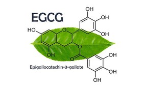 Epigallocatechin gallat - hoạt chất quý từ cây chè Việt Nam với tiềm năng ứng dụng trong chăm sóc sức khỏe và làm đẹp