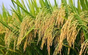 Thông tin kết quả thực hiện nhiệm vụ theo Nghị định thư mã số NĐT/CN/21/24
