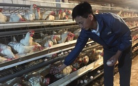 Từ trang trại gà lấy trứng đến sản phẩm OCOP