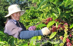 Đắk Lắk huy động nhiều nguồn lực thực hiện công tác giảm nghèo