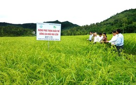 Thái Nguyên: Đặc sản bản địa thêm “tấm hộ chiếu” ra thị trường - mở đường cho giảm nghèo bền vững