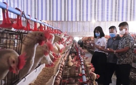 Chăn Nuôi Xanh, Giải Pháp Phát Triển Bền Vững
