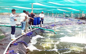 Bến Tre ứng dụng hiệu quả khoa học, công nghệ vào sản xuất nông nghiệp