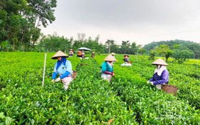 Từ thách thức đến hành động: Quyết tâm giảm nghèo bền vững ở Thái Nguyên