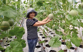 Trà Vinh ứng dụng công nghệ 4.0 trong sản xuất nông nghiệp