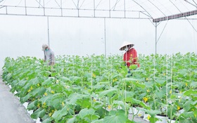 Nông dân Hưng Yên giàu nhanh nhờ đưa khoa học công nghệ và sở hữu trí tuệ vào đồng ruộng
