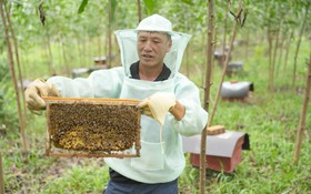 Giảm nghèo bền vững ở Sơn Động [Bài 2]: Nuôi ong mở lối thoát nghèo