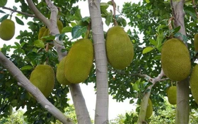 Thông tin về kết quả thực hiện nhiệm vụ cấp quốc gia “Nghiên cứu khai thác, phát triển nguồn gen mít Dai, mít Mật (Artocarpus heterophyllus Lam.) tại miền Bắc Việt Nam, NVQG-2021/ĐT.16
