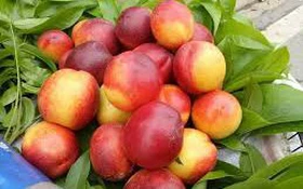 Thông tin về kết quả thực hiện nhiệm vụ cấp quốc gia “Nghiên cứu khai thác, phát triển nguồn gen đào ăn quả Tiên Pắc Á, đào Sớm Địa Linh tại Bắc Kạn và vùng phụ cận”. Mã số: NVQG-2021/ĐT.19