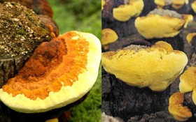 Thông tin kết quả thực hiện nhiệm vụ khoa học và công nghệ cấp quốc gia