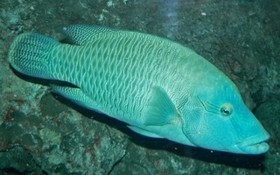 Thông tin về kết quả thực hiện nhiệm vụ KH&CN cấp quốc gia