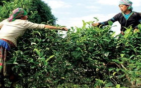 Thông tin về kết quả thực hiện nhiệm vụ KH&CN cấp quốc gia