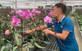 Bắc Ninh ứng dụng công nghệ cao, nâng tầm sản xuất hoa lan hồ điệp và hoa lily